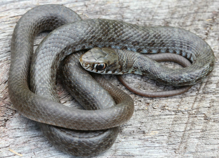 Black Racer